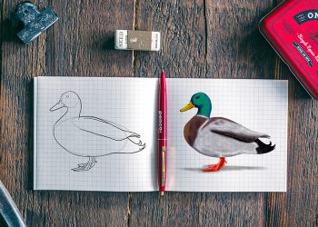 how to draw a duck