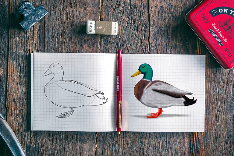 How to Draw a Duck – An Easy Duck Drawing Tutorial for All Artists