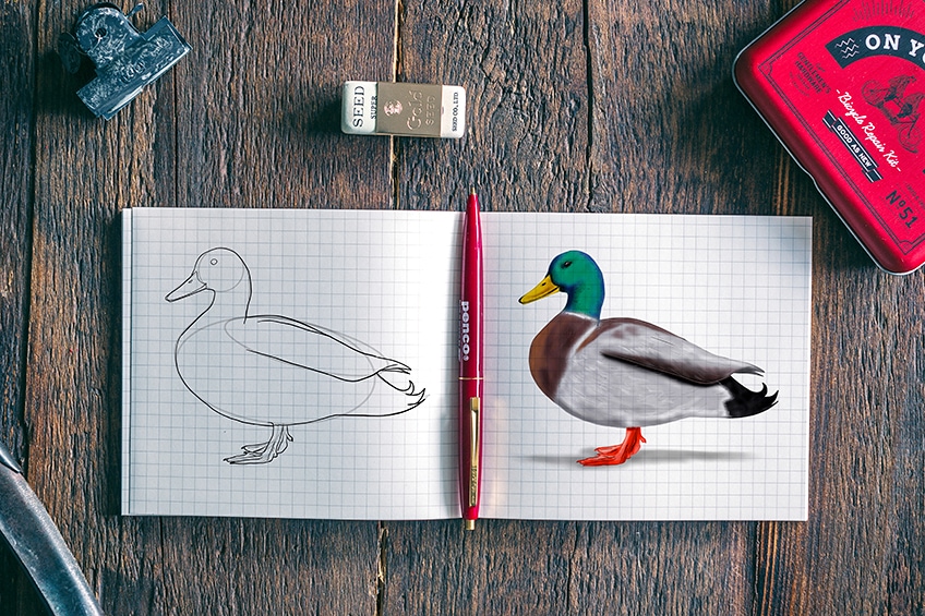 Duck Drawing - Beginners To Advance - Cool Drawing Idea-saigonsouth.com.vn