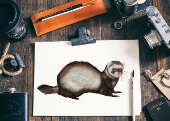 how to draw a ferret 2