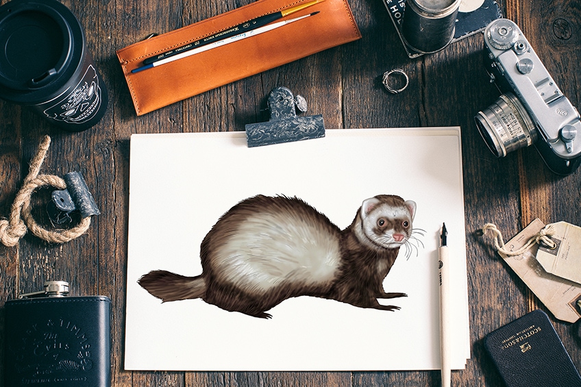 how to draw a ferret 2