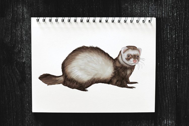 How to Draw a Ferret A Fun and Easy Ferret Drawing Tutorial