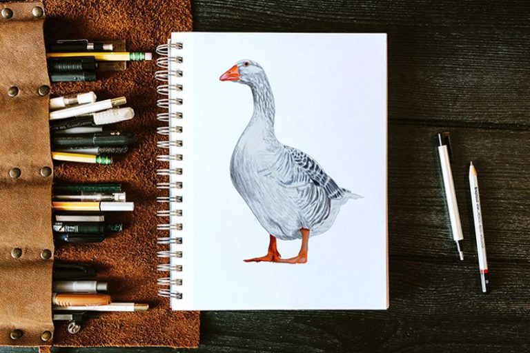 How to Draw a Goose – A Step-by-Step Goose Illustration Tutorial