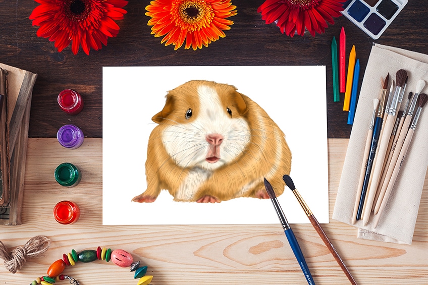 how to draw a guinea pig 2