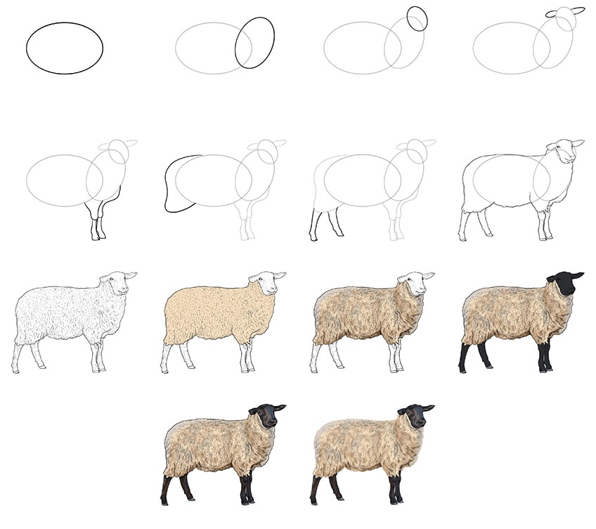 how to draw a lamb