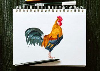 how to draw a rooster