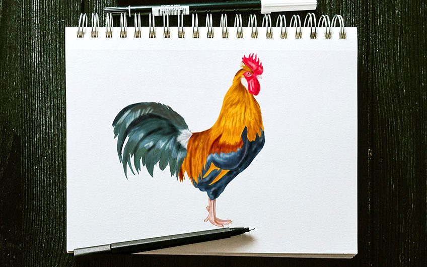 how to draw a rooster