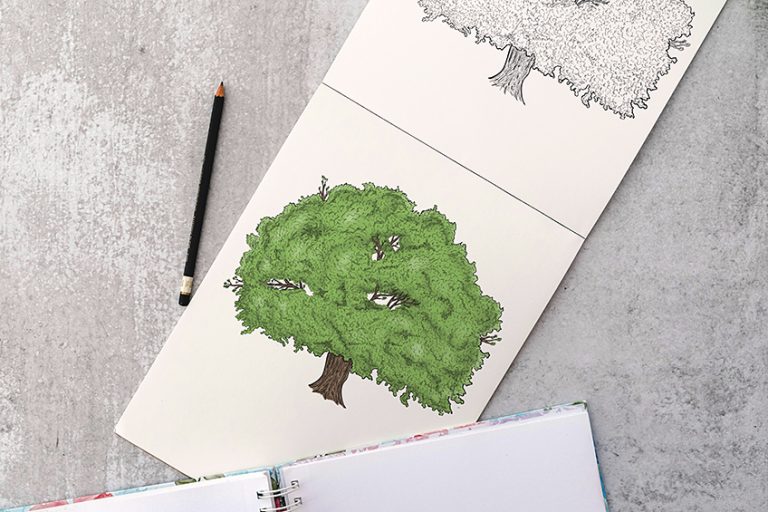 How to Draw a Tree – A Tutorial for Drawing Oak and Conifer Trees
