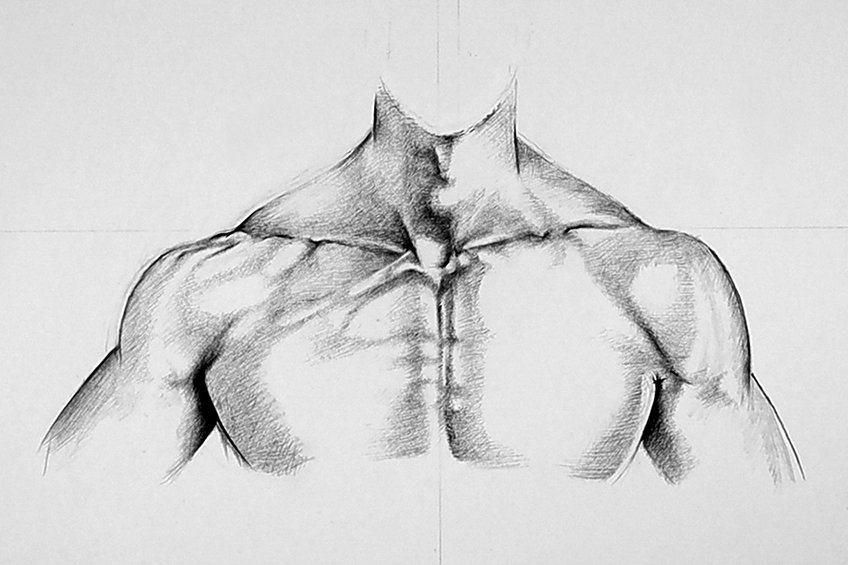 neck muscles drawing 24