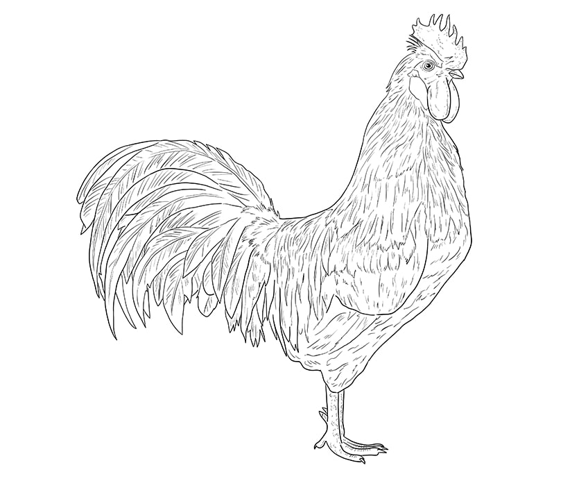 rooster drawing 10