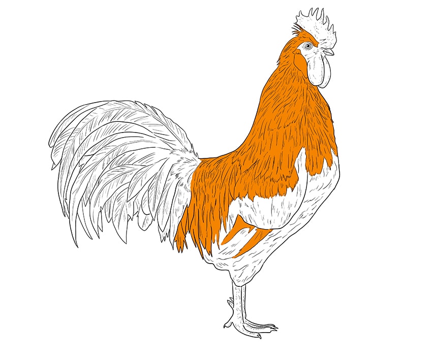 rooster drawing 11