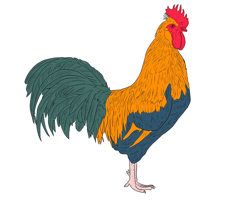rooster drawing 14