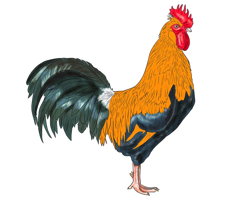 rooster drawing 15