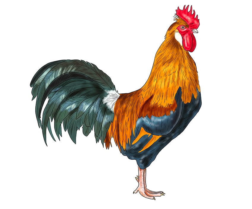rooster drawing 16