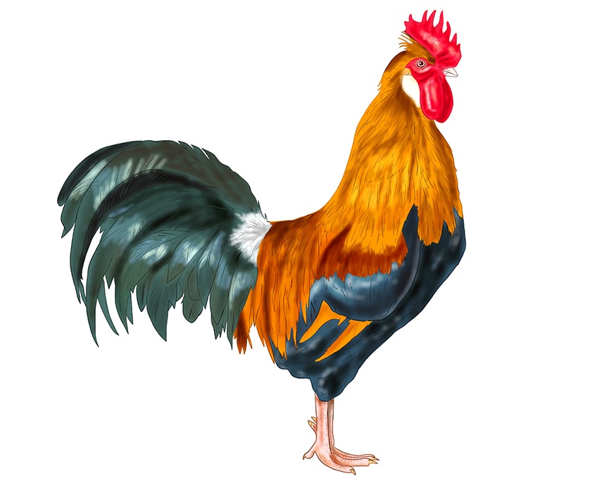 rooster drawing 17