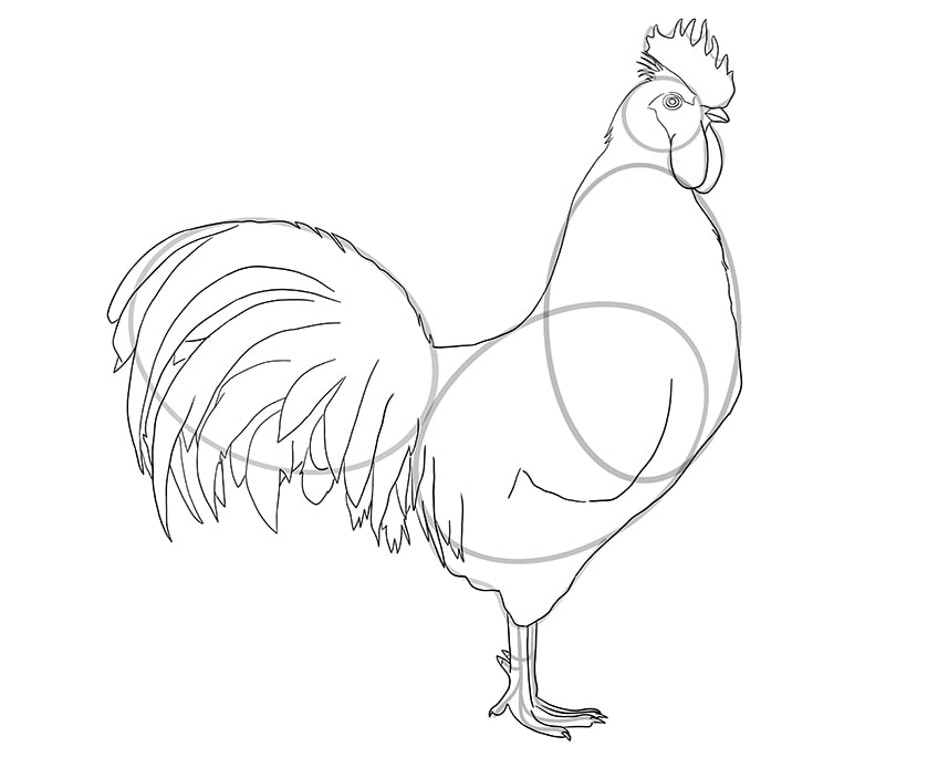 rooster drawing 9