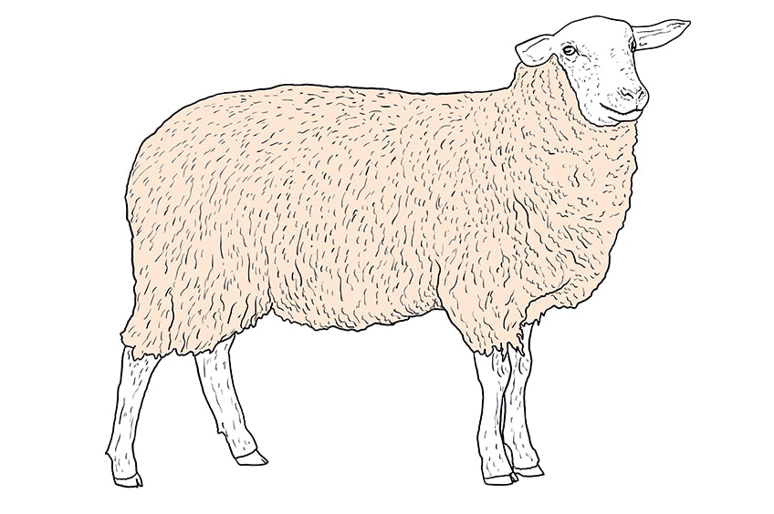 sheep drawing 10