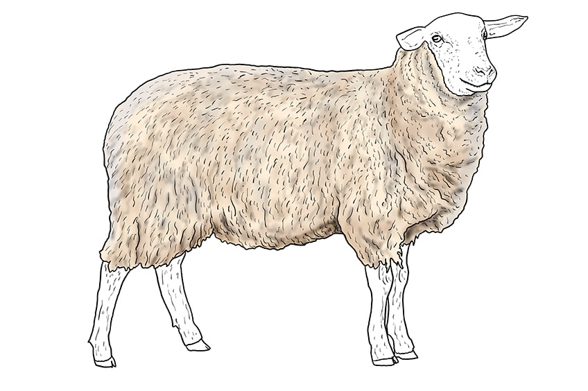 sheep drawing 11