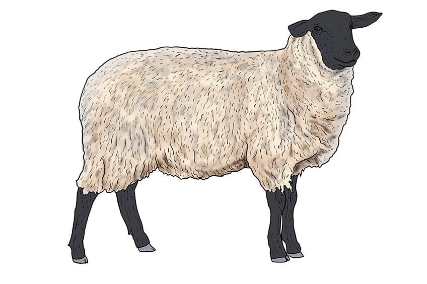 sheep drawing 12