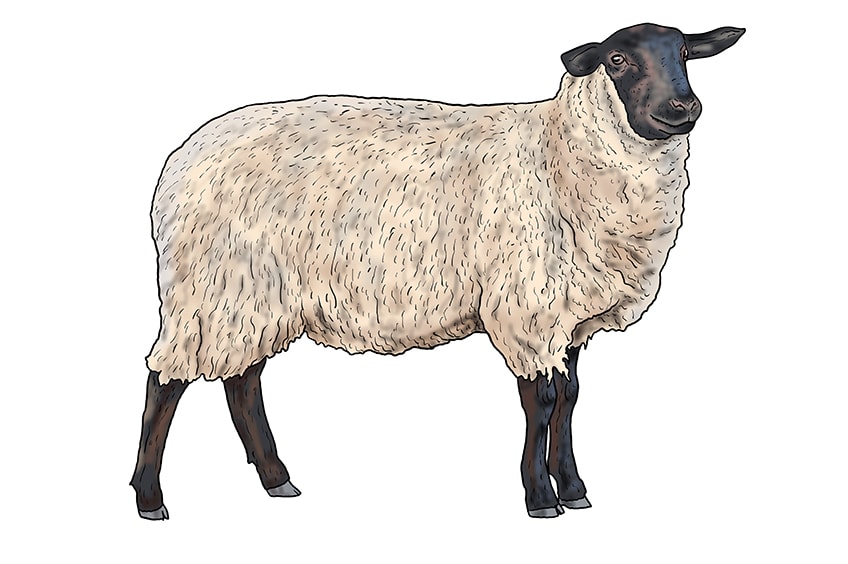 sheep drawing 13