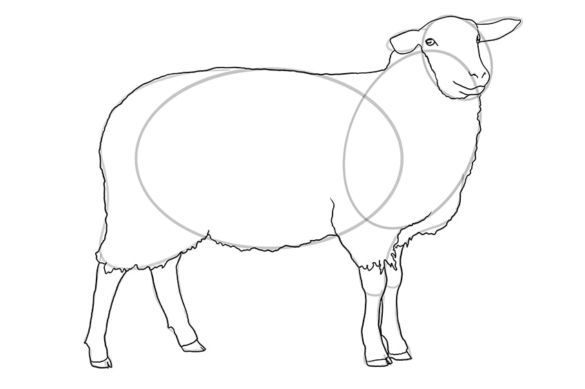sheep drawing 8