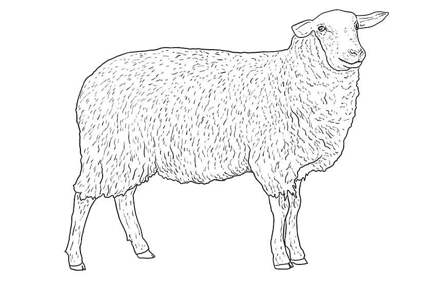 sheep drawing 9