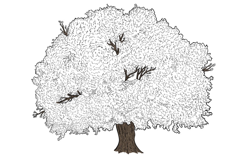 tree drawing 10