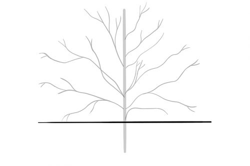 How to Draw a Tree - A Tutorial for Drawing Oak and Conifer Trees