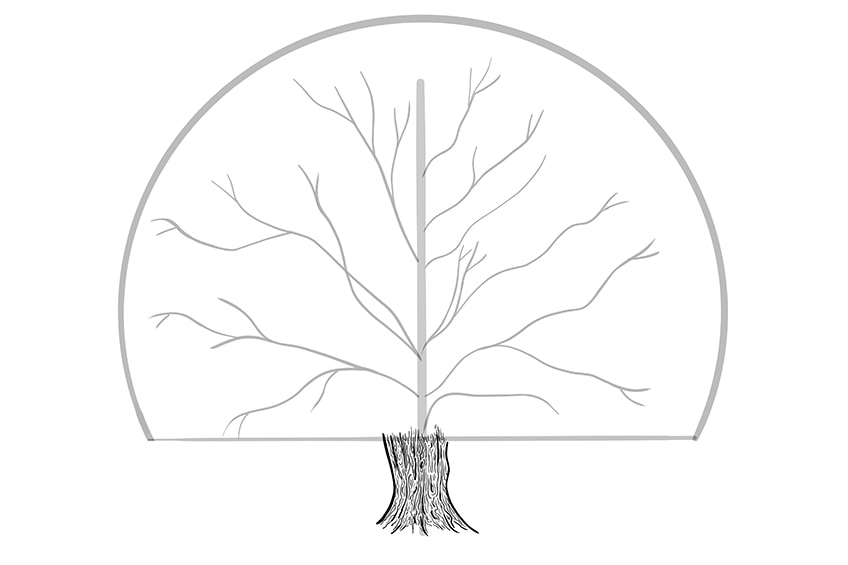 tree drawing 6a