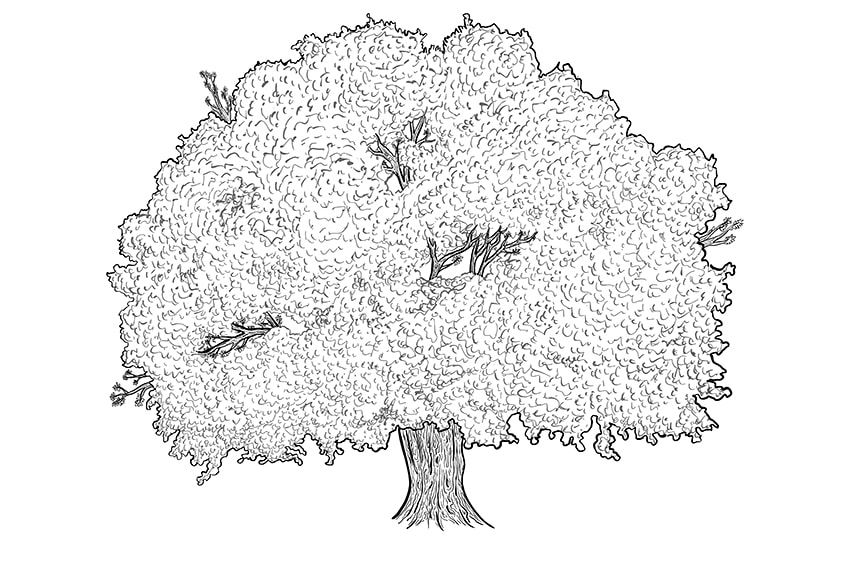 tree drawing 9a