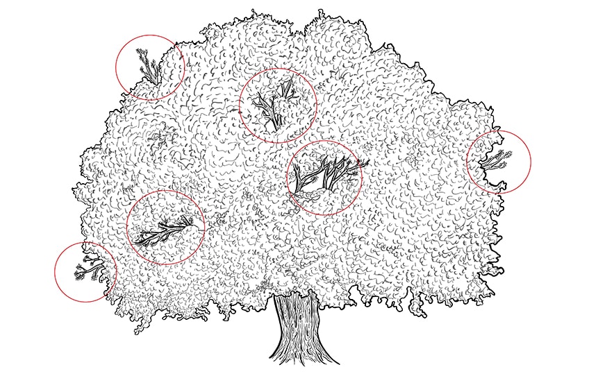 tree drawing 9b