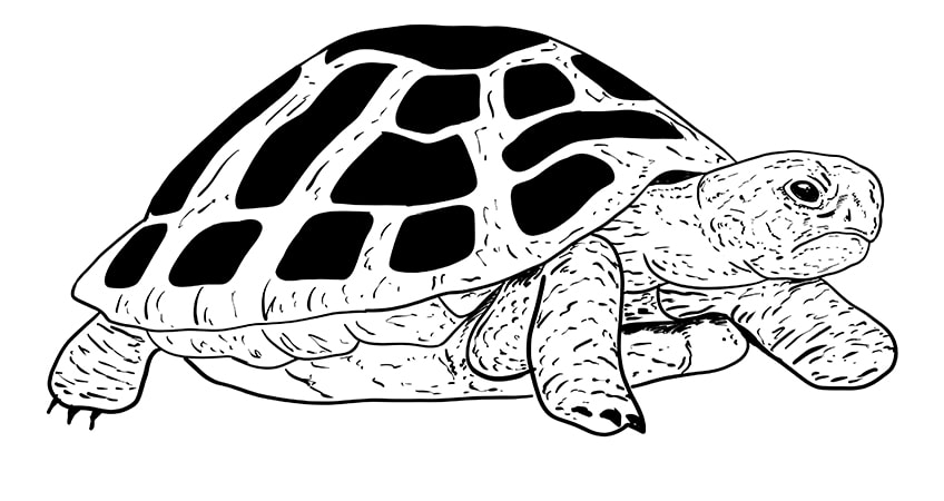 turtle drawing 11