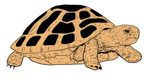 How to Draw a Turtle - Making Turtle Drawing Easy for Beginners