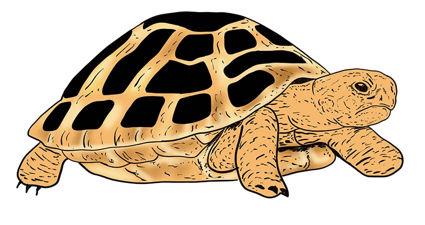 turtle drawing 13