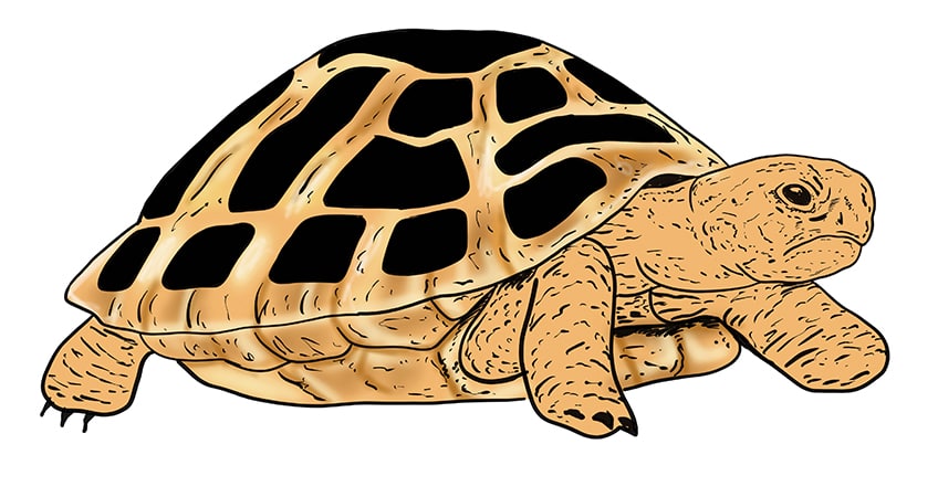 turtle drawing 14