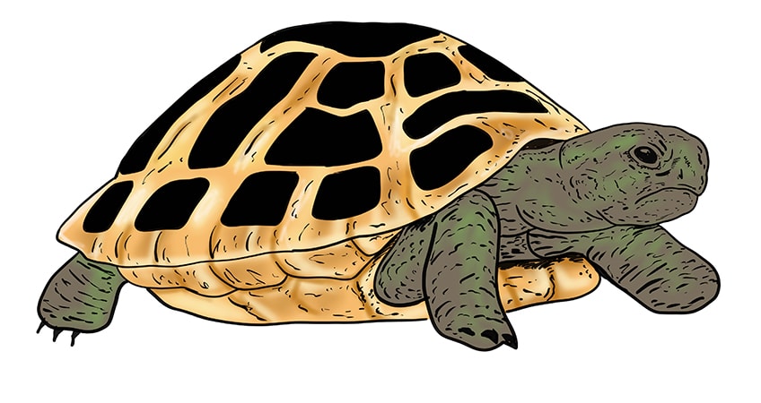 turtle drawing 16