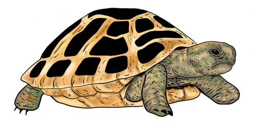 How to Draw a Turtle - Making Turtle Drawing Easy for Beginners