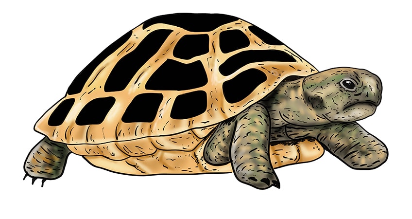turtle drawing 18