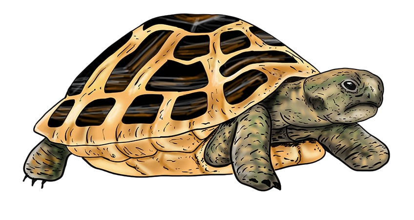 turtle drawing 19