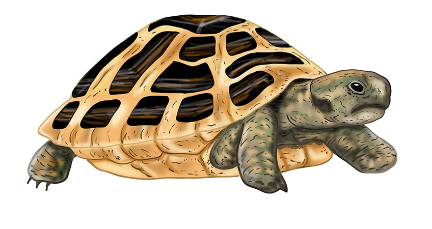 turtle drawing 20