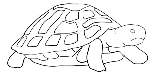 How to Draw a Turtle - Making Turtle Drawing Easy for Beginners