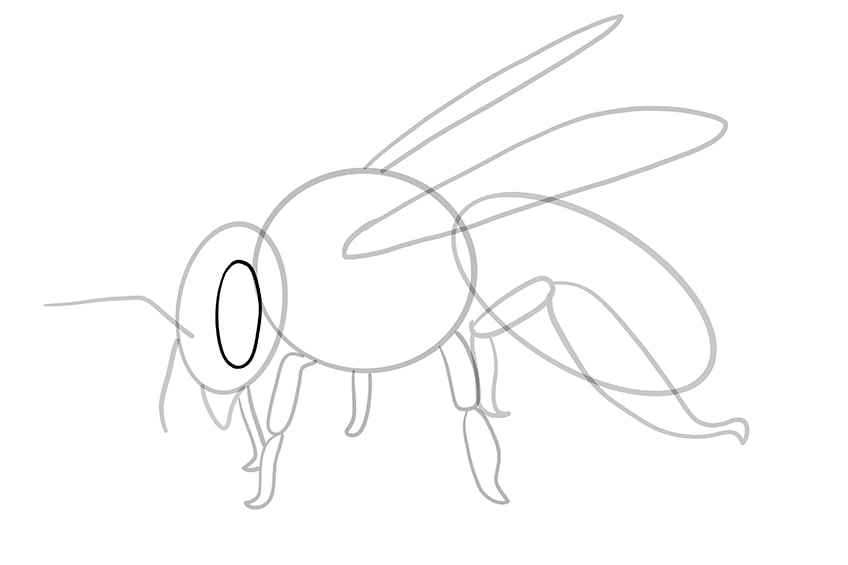 bee drawing 10