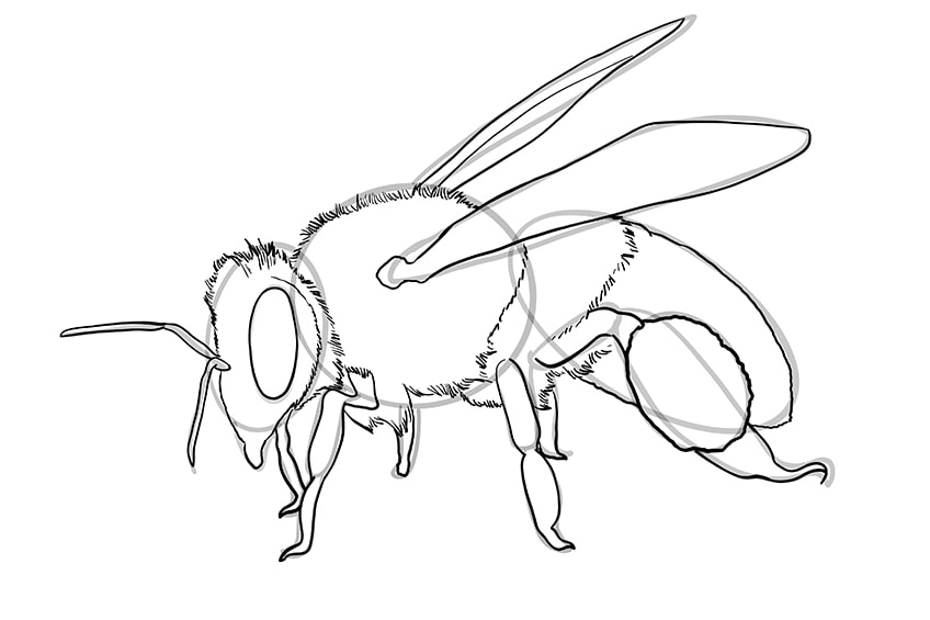 bee drawing 12