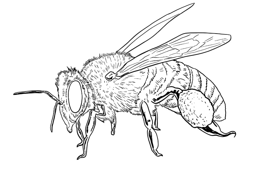 bee drawing 13