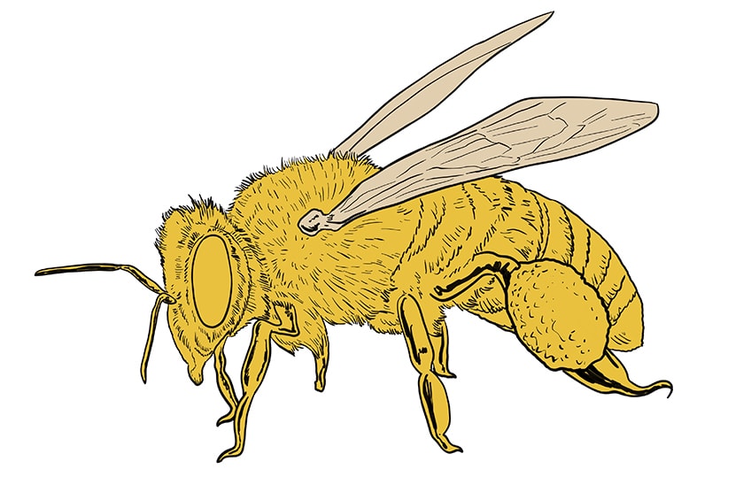 bee drawing 15