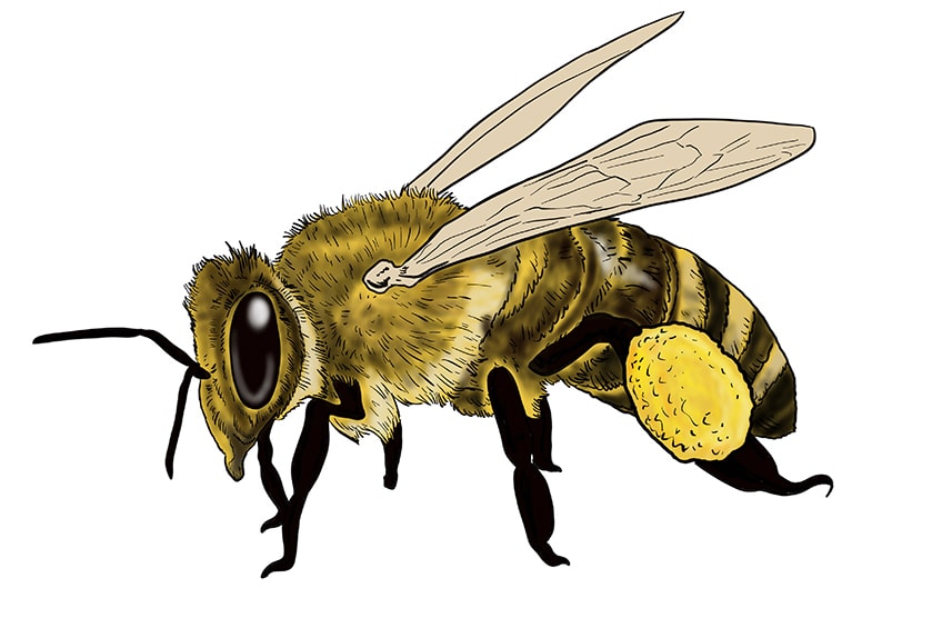 bee drawing 17