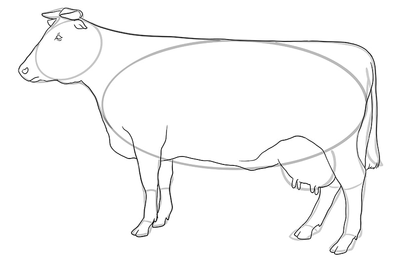 cow drawing 10