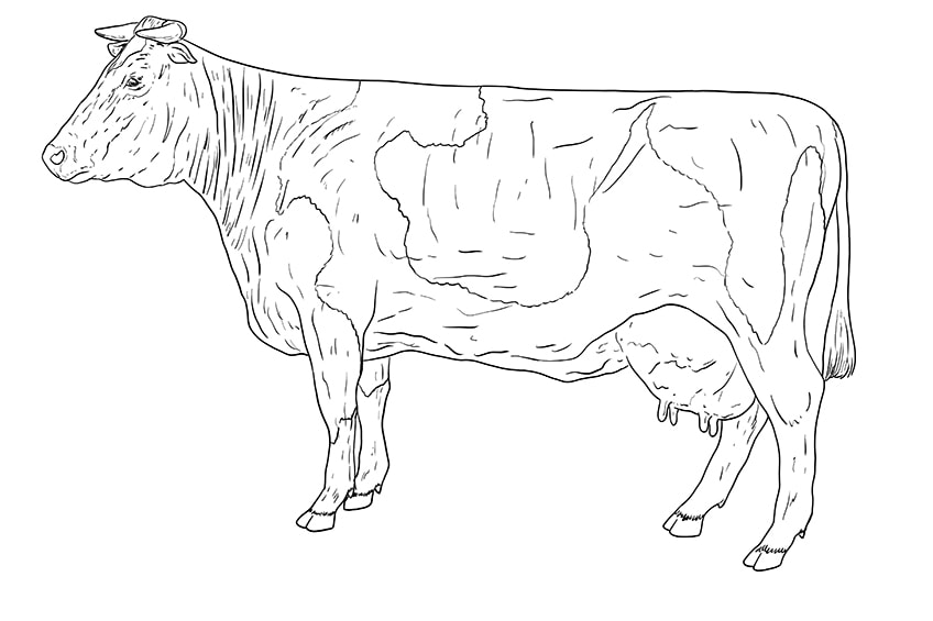 cow drawing 11