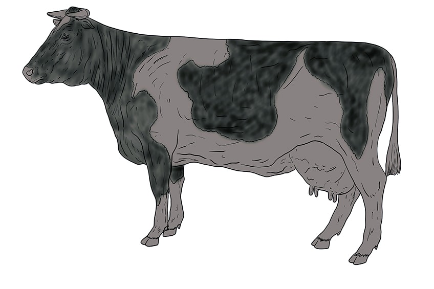 cow drawing 13