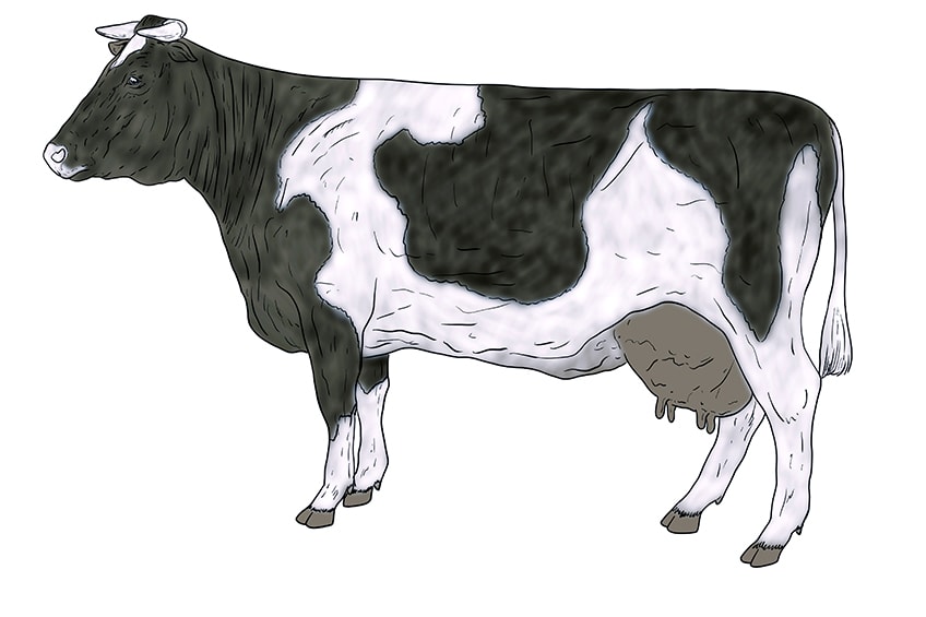 cow drawing 14